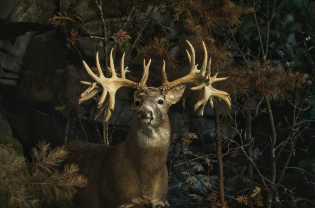 B Three Outfitters - Turkey, Whitetail hunting in Kentucky