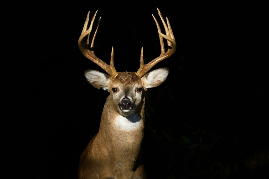 Bad River Bucks & Birds - Pheasant, Mule Deer, Pronghorn, Whitetail hunting in South Dakota