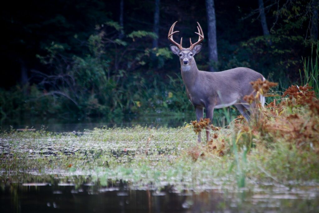 Black Creek Plantation - Turkey, Hogs, Whitetail hunting in Alabama