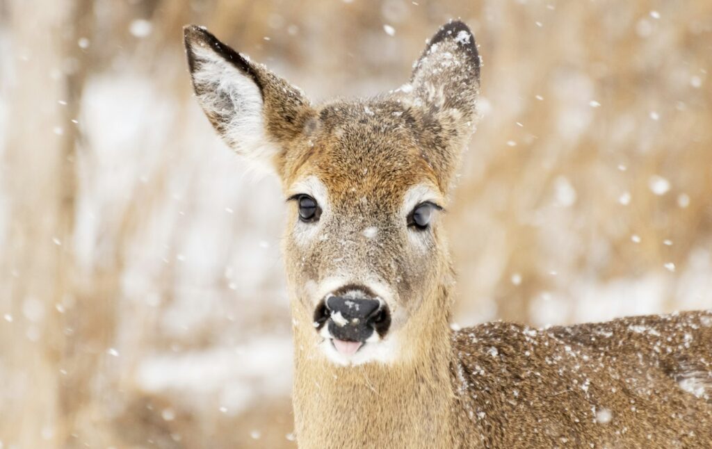 Blackwell Bend Hunting Lodge - Whitetail hunting in Alabama