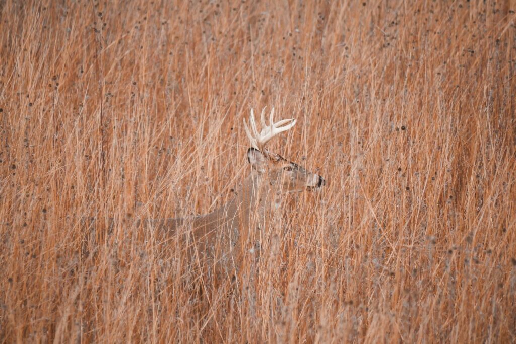 Carver Whitetails - Whitetail hunting in Alabama