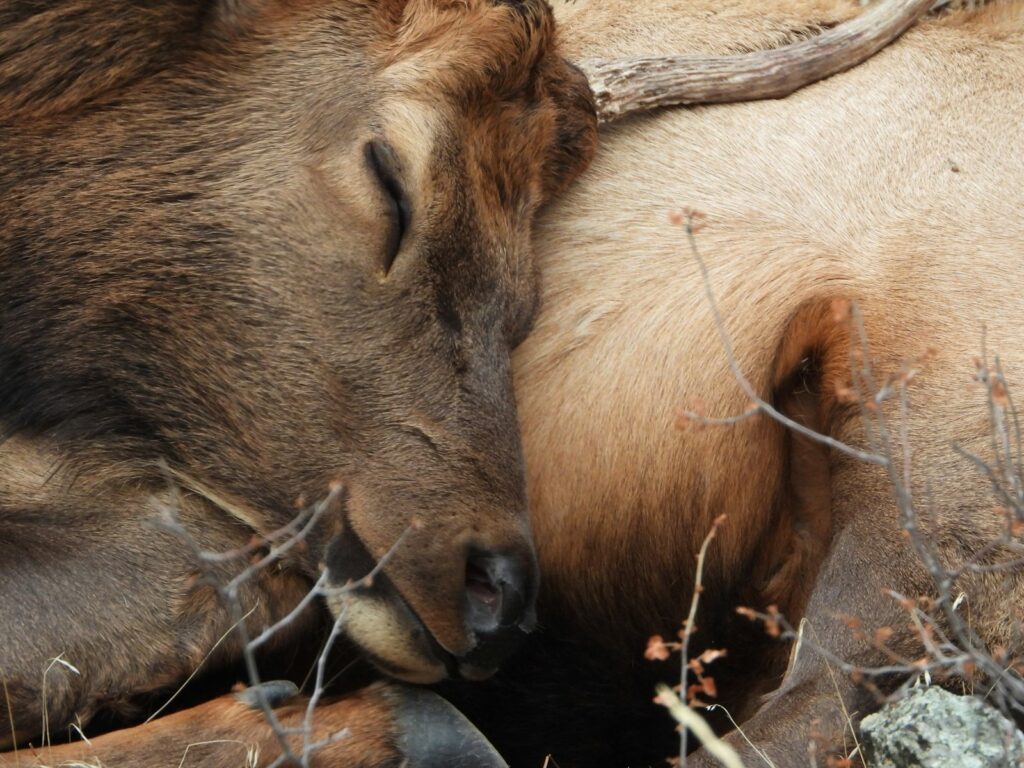 Cedar Creek Hunts - Elk, Mule Deer, Pronghorn, Turkey, Exotics hunting in New Mexico