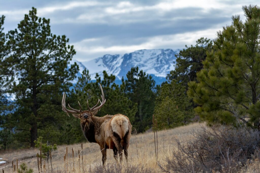 Chimney Rock Outfitters - Elk, Mule Deer, Whitetail hunting in Montana
