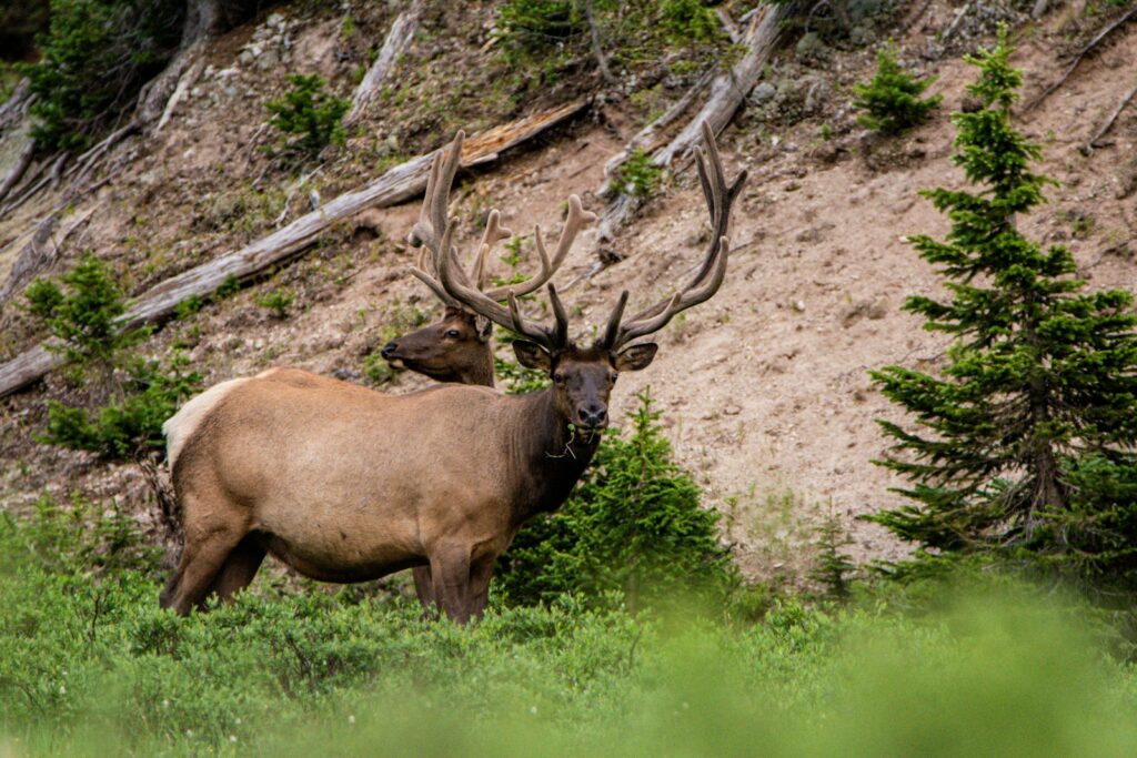 Colorado Trophies - Elk, Mule Deer hunting in Colorado