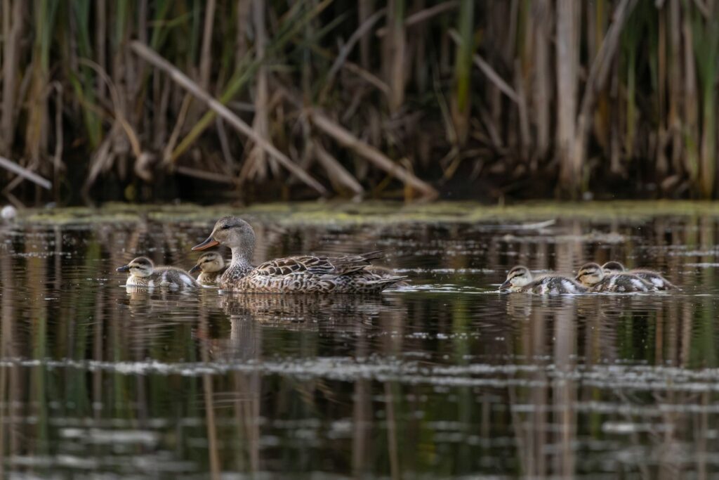 Crash Landing Outdoors - Whitetail, Waterfowl hunting in Oklahoma