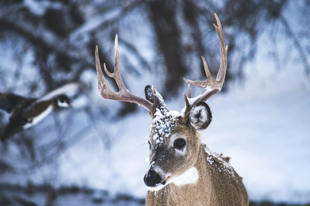 Crooked Cut Outfitters - Whitetail hunting in Oklahoma