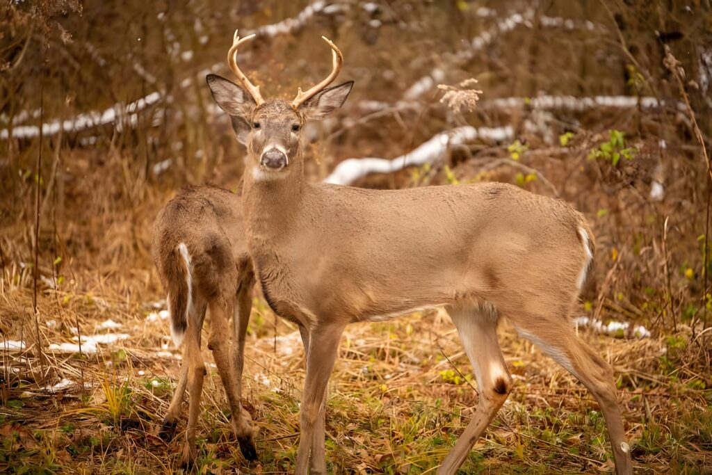 Cupped Wings Guide Service - Whitetail, Hogs, Waterfowl hunting in Arkansas