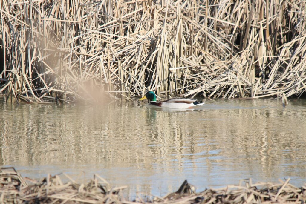 Dave’s Bayou Lodge & Outfitter - Waterfowl hunting in Louisiana