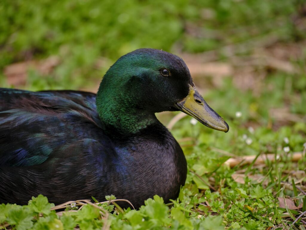 Delta Heritage Lodge - Waterfowl, Hogs, Whitetail hunting in Arkansas