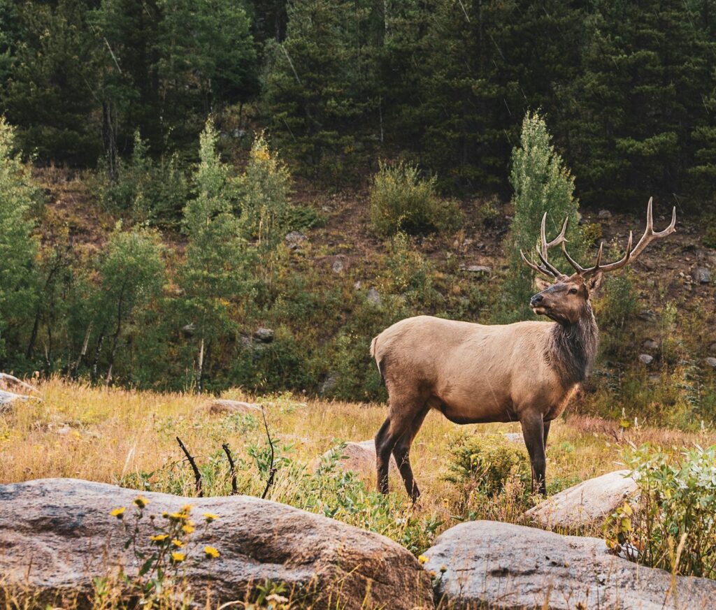 Diamond Outfitters - Elk hunting in New Mexico