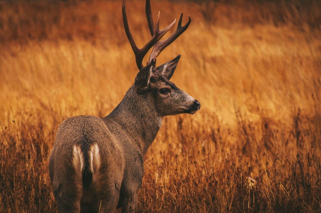 Elk River Outfitters - Turkey, Whitetail hunting in Kansas