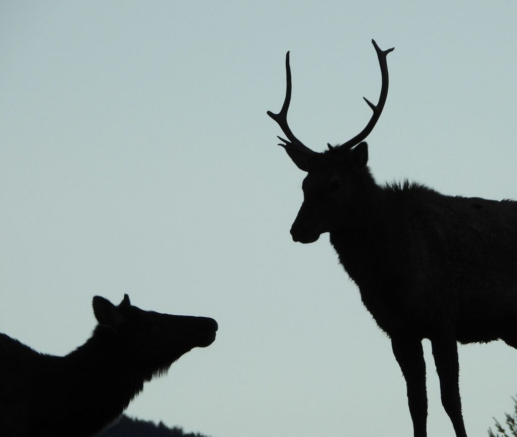 ElkBros Adventures - Elk hunting in New Mexico