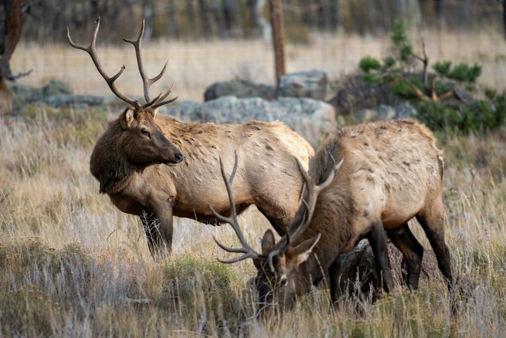 Fishtail Ranch - Elk, Bear, Mule Deer hunting in New Mexico