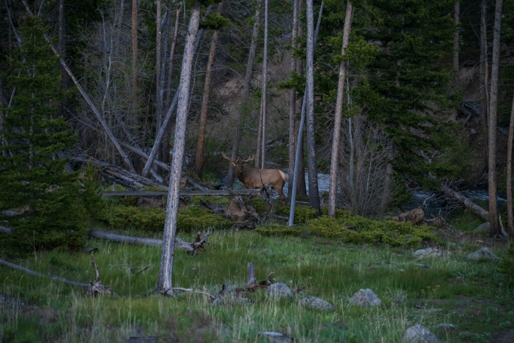 Ford Creek Guest Ranch & Outfitters - Elk, Mule Deer, Whitetail hunting in Montana