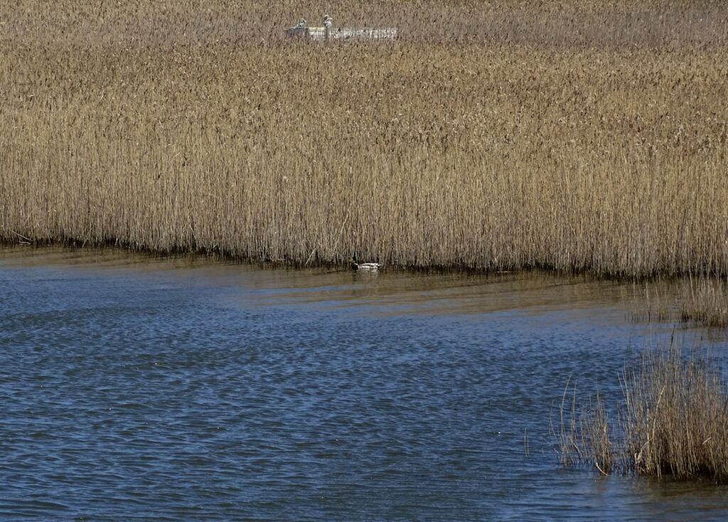 FowlCo Outfitters - Waterfowl, Pheasant, Upland Birds hunting in Oklahoma