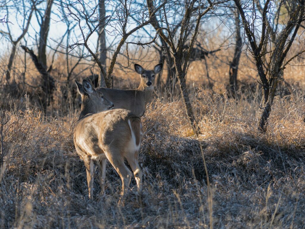 Golden Triangle Whitetail - Turkey, Whitetail hunting in Illinois