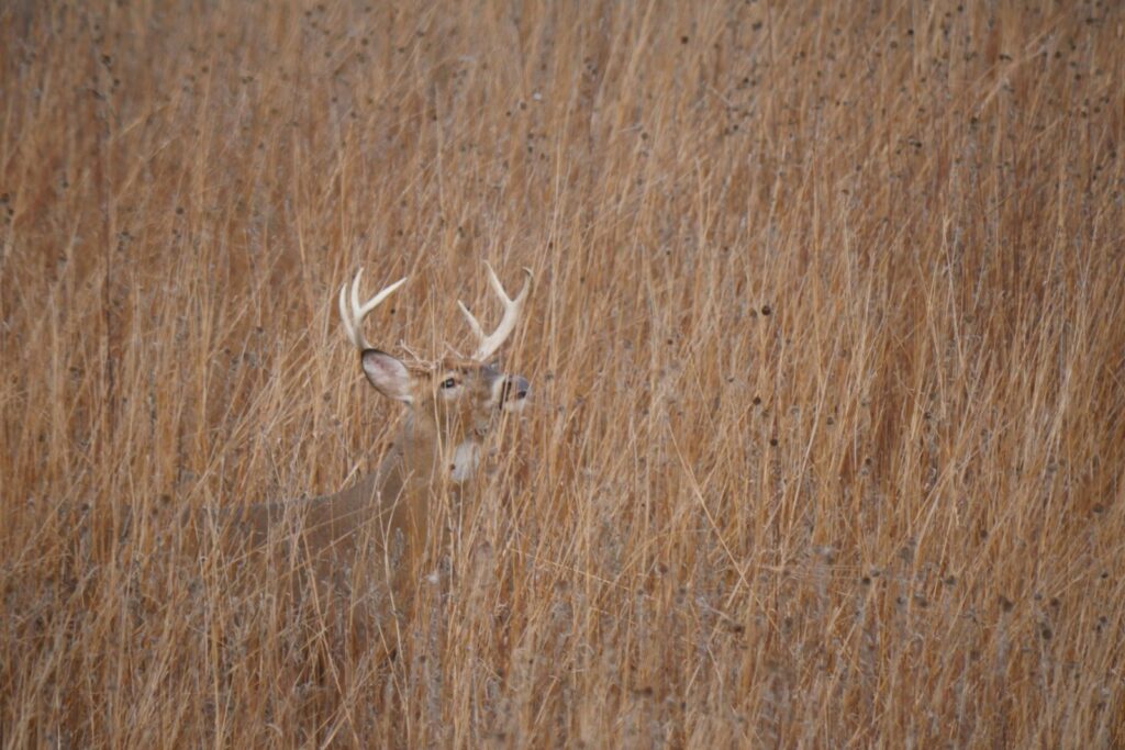 Great Southern Outdoors - Turkey, Hogs, Whitetail hunting in Alabama
