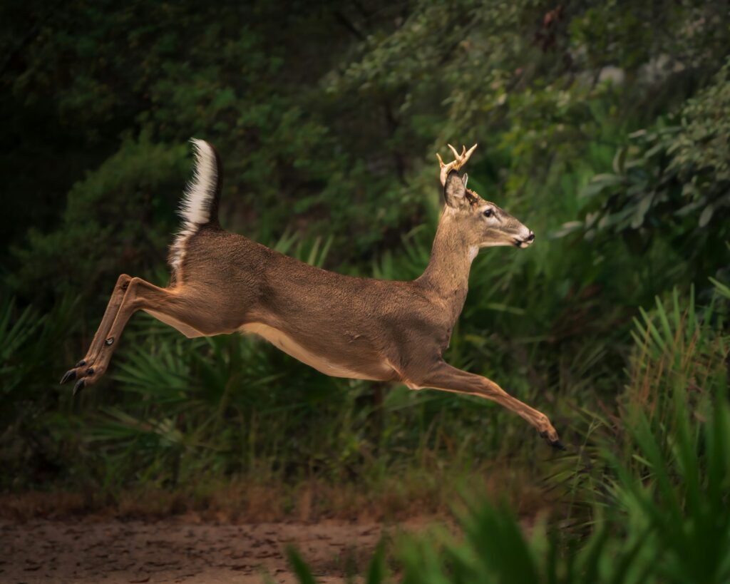 Hawkins Ridge Lodge - Turkey, Whitetail hunting in Alabama