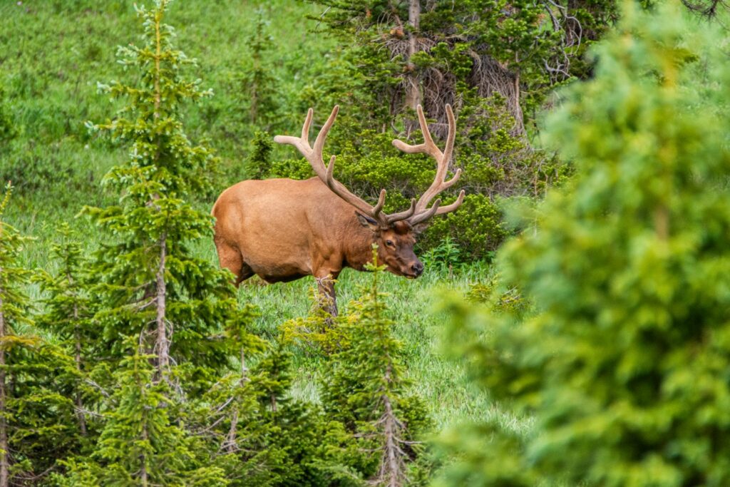 Hells Canyon Outfitters - Elk, Mule Deer, Whitetail hunting in Idaho