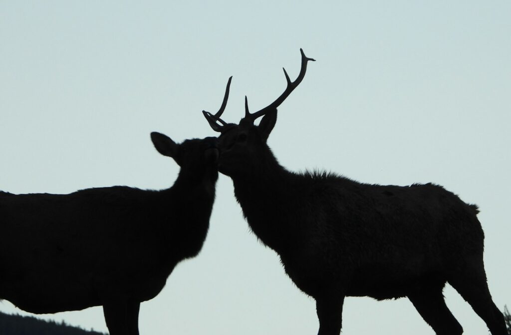 Heritage Outfitters - Elk, Mule Deer, Pronghorn hunting in New Mexico