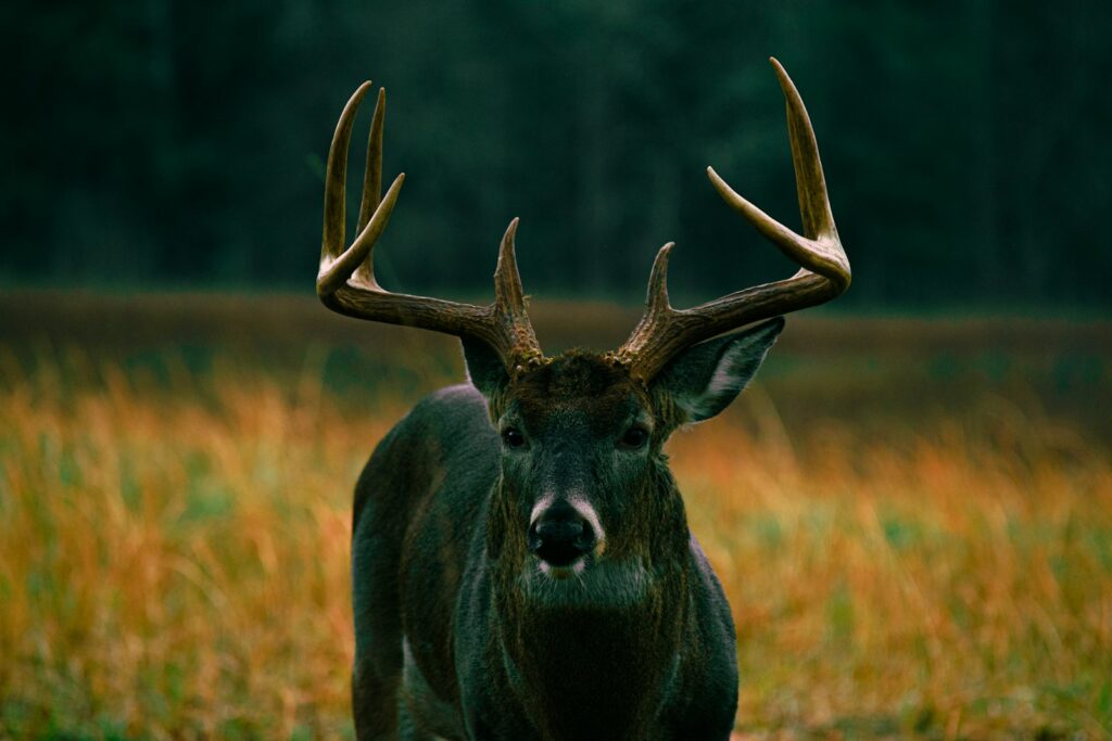 Hickory Hill Hunts - Turkey, Whitetail hunting in Missouri