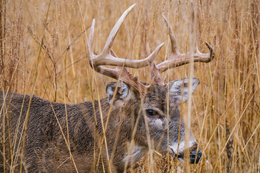 Idaho Wilderness Outfitters - Elk, Mule Deer hunting in Idaho