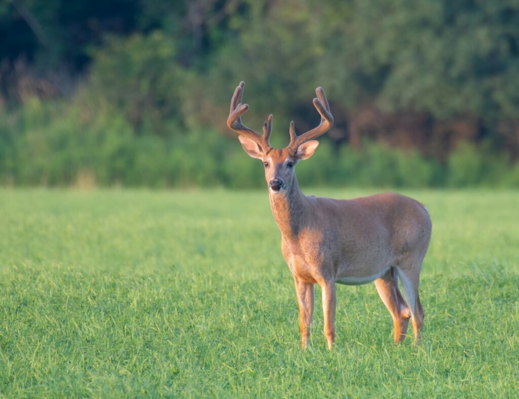 JB Outfitters - Mule Deer, Pronghorn, Whitetail hunting in South Dakota