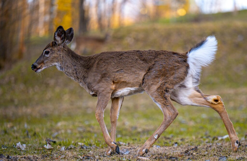 Kentucky Whitetail Outfitters - Turkey, Whitetail hunting in Kentucky