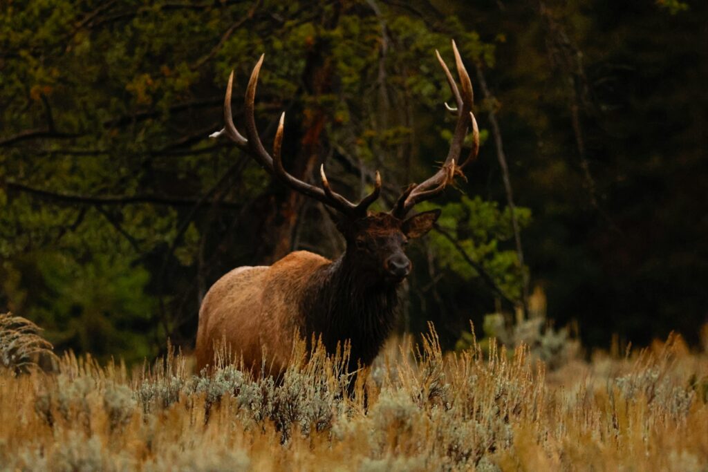 Kiowa Hunting Service - Elk, Mule Deer, Pronghorn, Exotics hunting in New Mexico