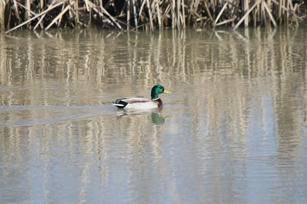 Limitless Waterfowl Outfitters - Waterfowl hunting in Louisiana
