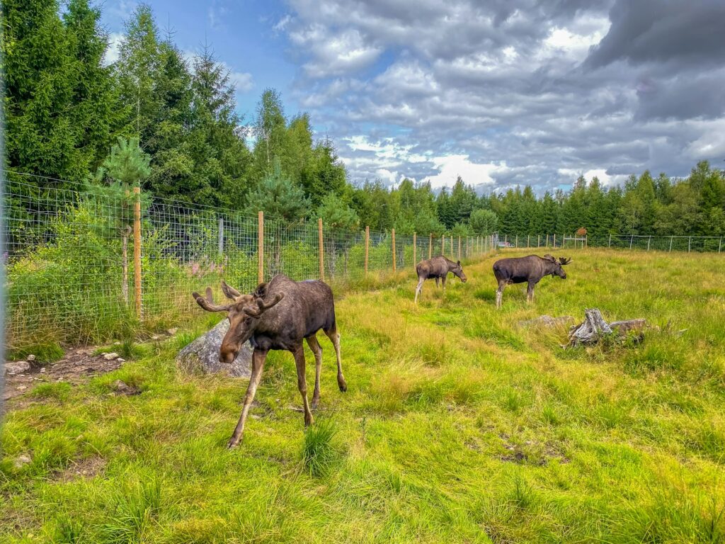 Lodge at Chama - Elk, Mule Deer, Turkey, Bear hunting in New Mexico