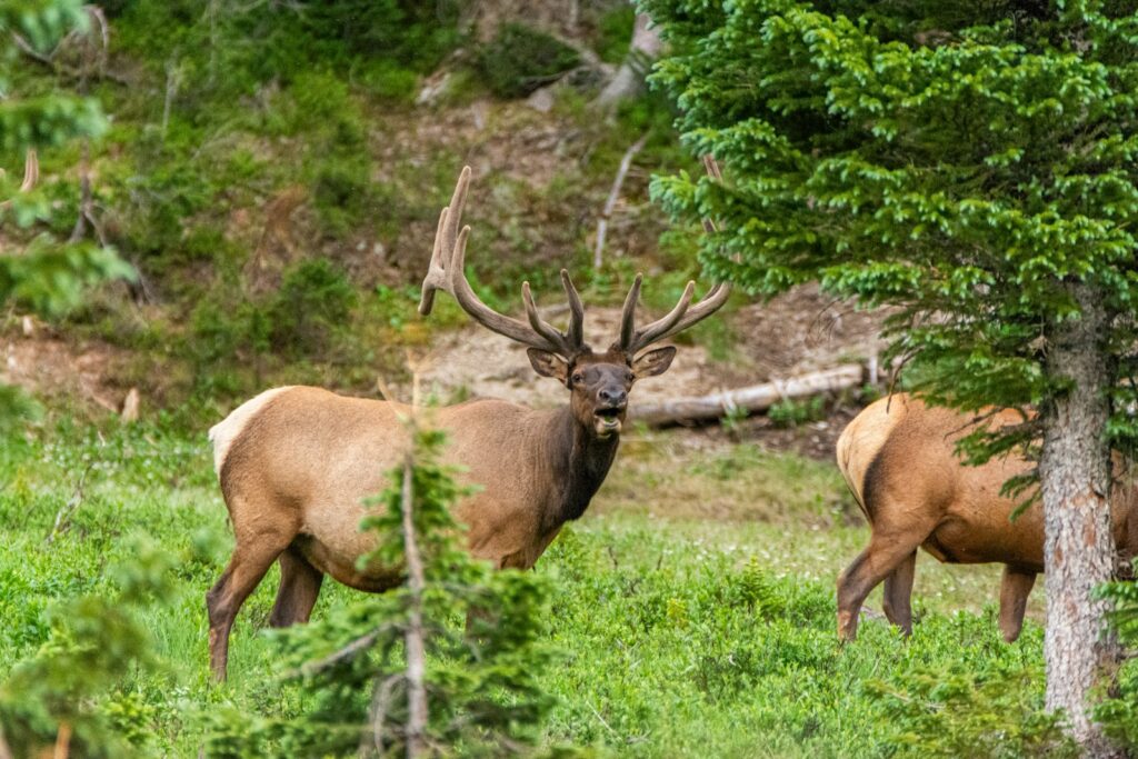 LOH Outfitters - Elk hunting in New Mexico