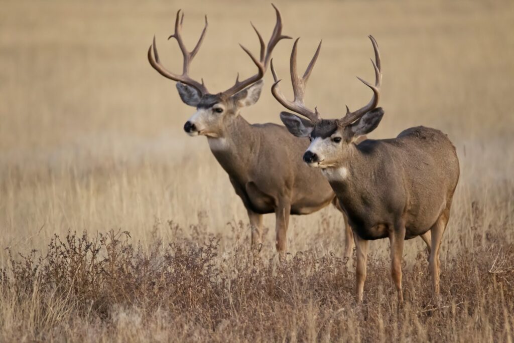 Lonesome Oak Outfitters - Turkey, Whitetail hunting in Missouri