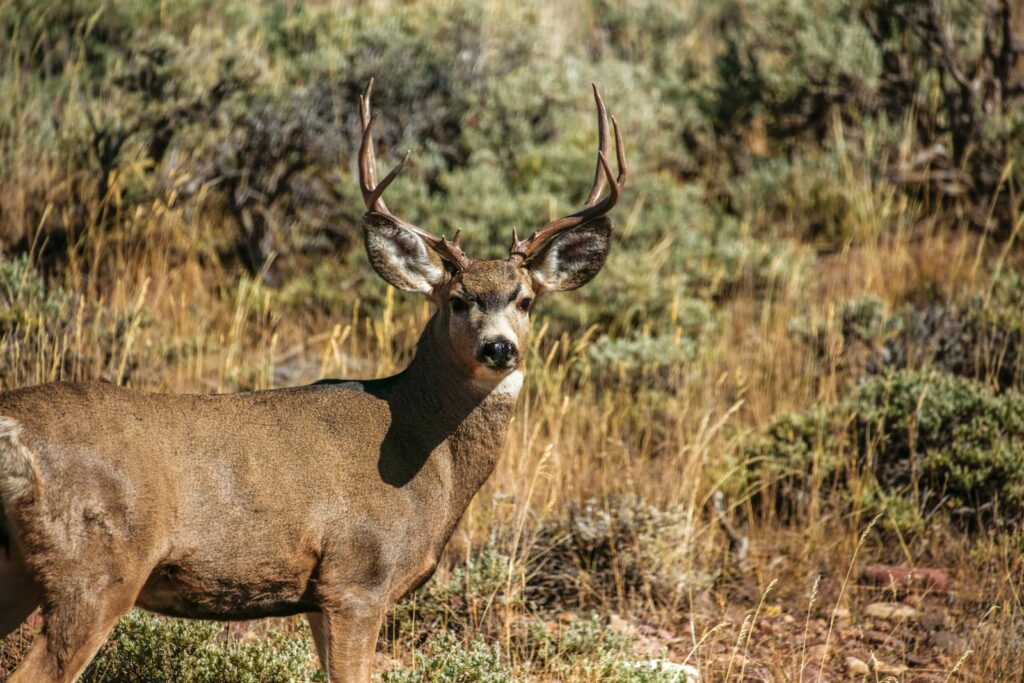 Mile High Outfitters - Elk, Mule Deer hunting in Idaho