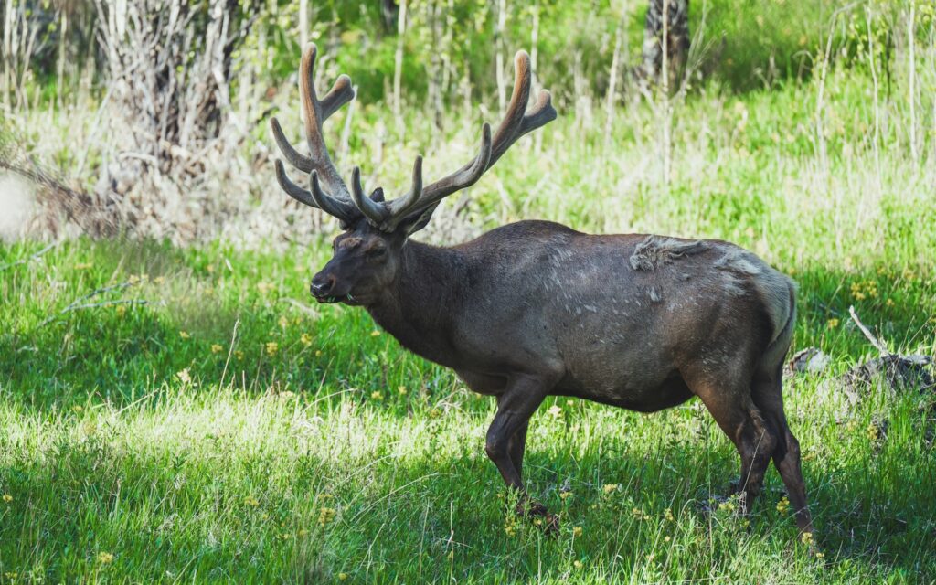 Mystic Saddle Ranch - Elk, Mule Deer hunting in Idaho