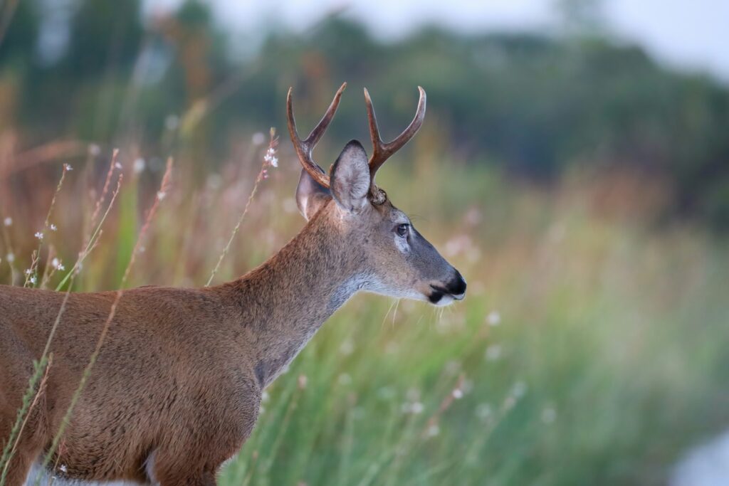 Nebraska Elk Outfitters - Elk, Turkey, Mule Deer, Pronghorn, Whitetail hunting in Nebraska