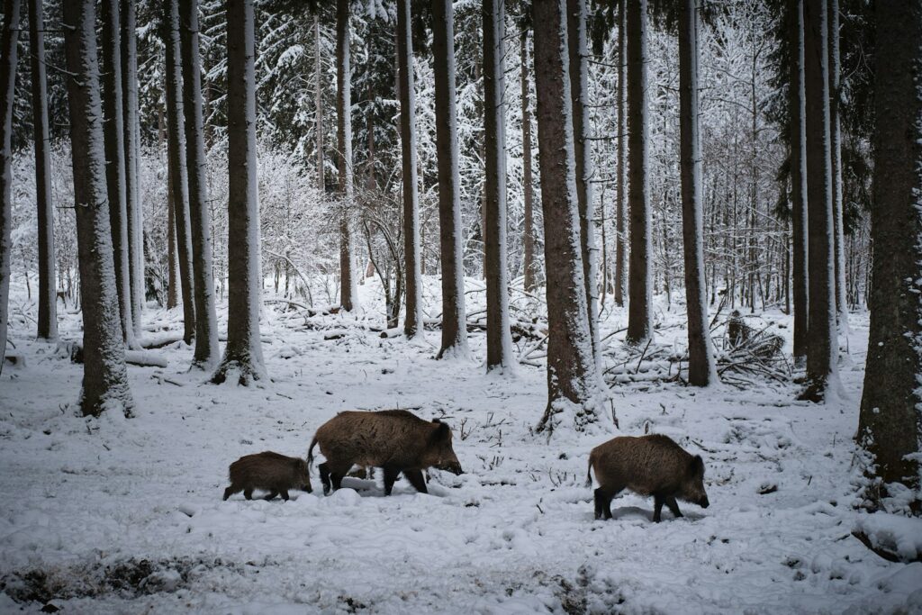 Night Vision Hog Guide - Hogs hunting in Texas
