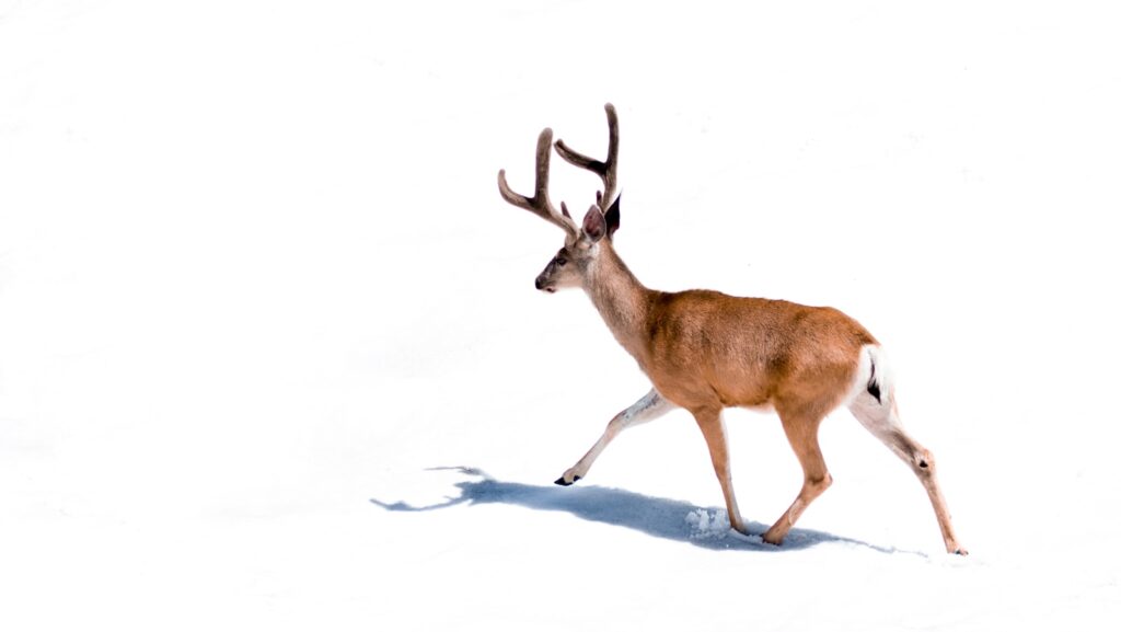 No Mercy Hunting Services - Elk, Turkey, Hogs, Whitetail hunting in Oklahoma