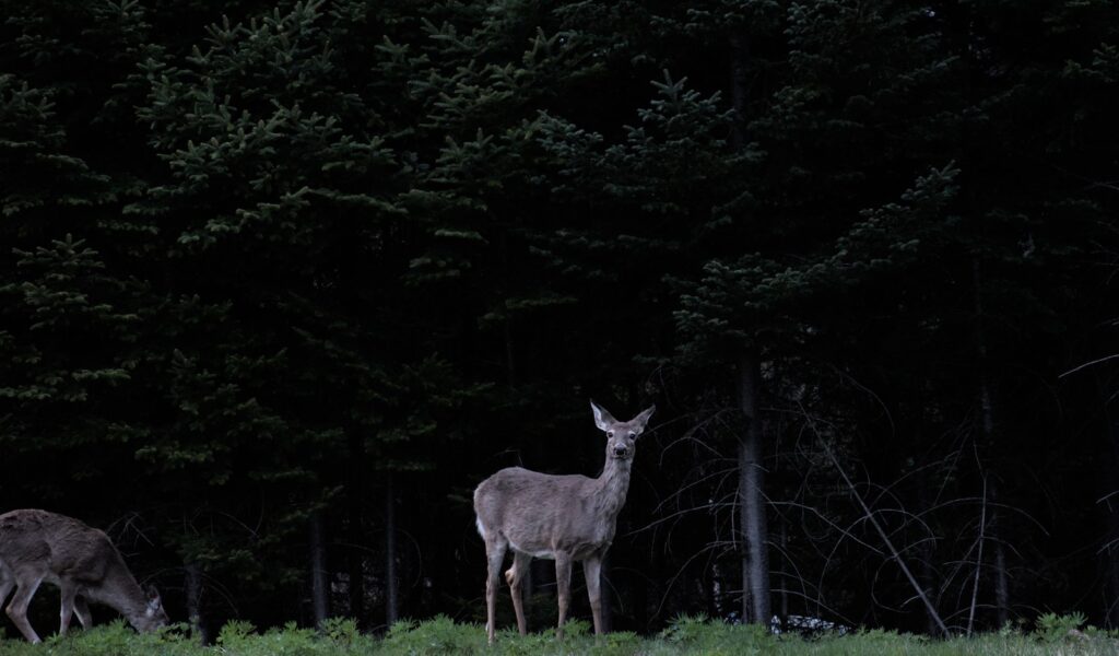 North Texas Outfitters - Exotics, Elk hunting in Texas