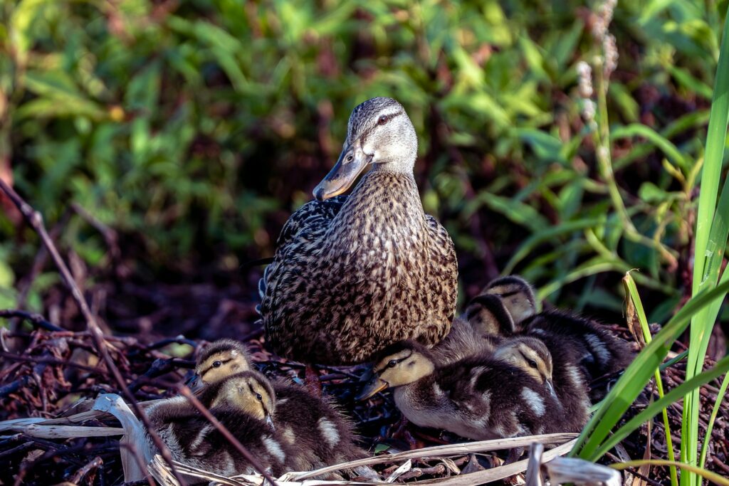 Oklahoma Duck Hunting Guides - Waterfowl hunting in Oklahoma
