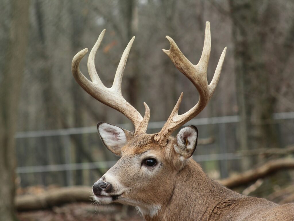 Oxbow Ridge Outfitters - Turkey, Whitetail hunting in Iowa