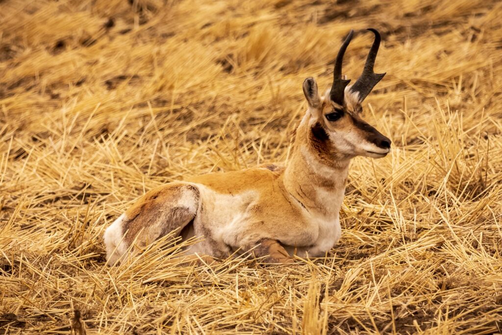 Peak Adventures Outfitters - Elk, Mule Deer, Pronghorn hunting in Wyoming