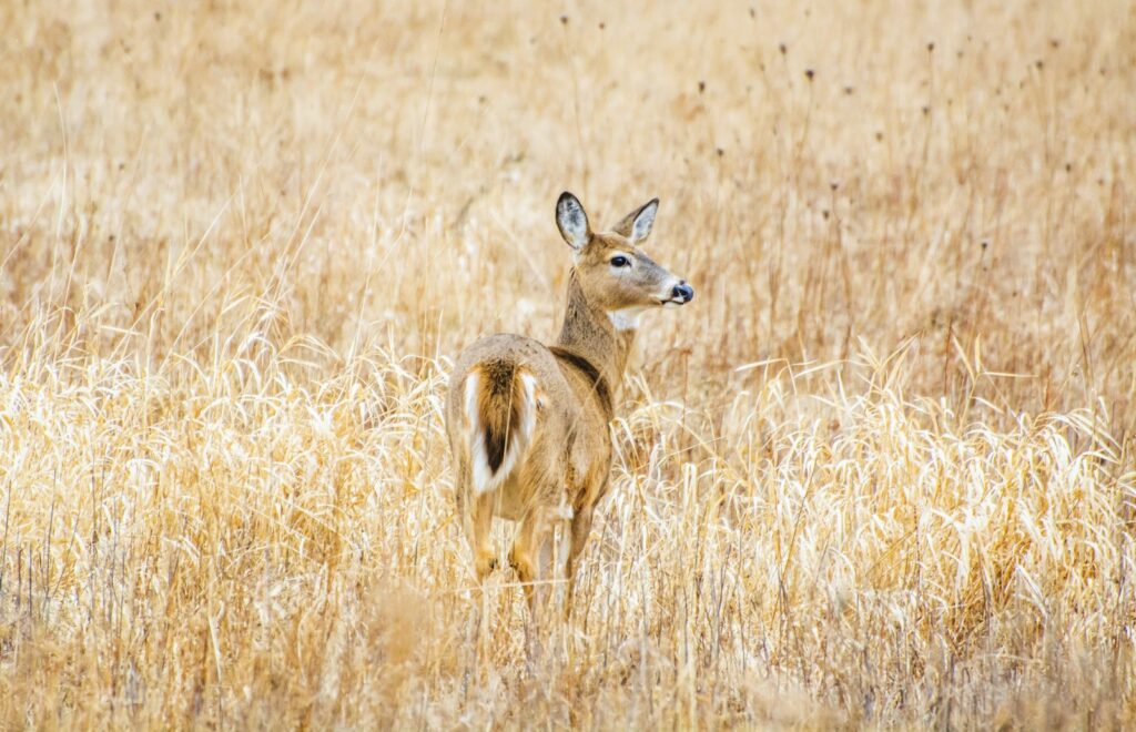 Prairie Farm Homestead - Whitetail, Bear hunting in Arkansas