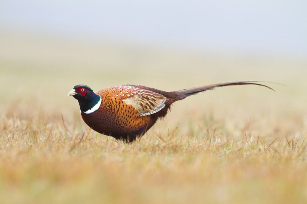 Prairie Legends Outfitters - Turkey, Pheasant, Mule Deer, Whitetail hunting in South Dakota