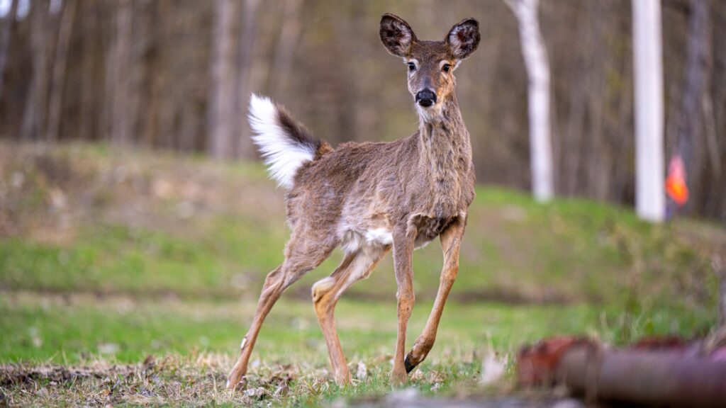 Prairie Rock Outfitters - Elk, Turkey, Waterfowl, Mule Deer, Whitetail hunting in Nebraska