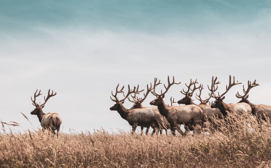 Rancho Escondido de Chama - Elk, Mule Deer, Turkey, Bear hunting in New Mexico