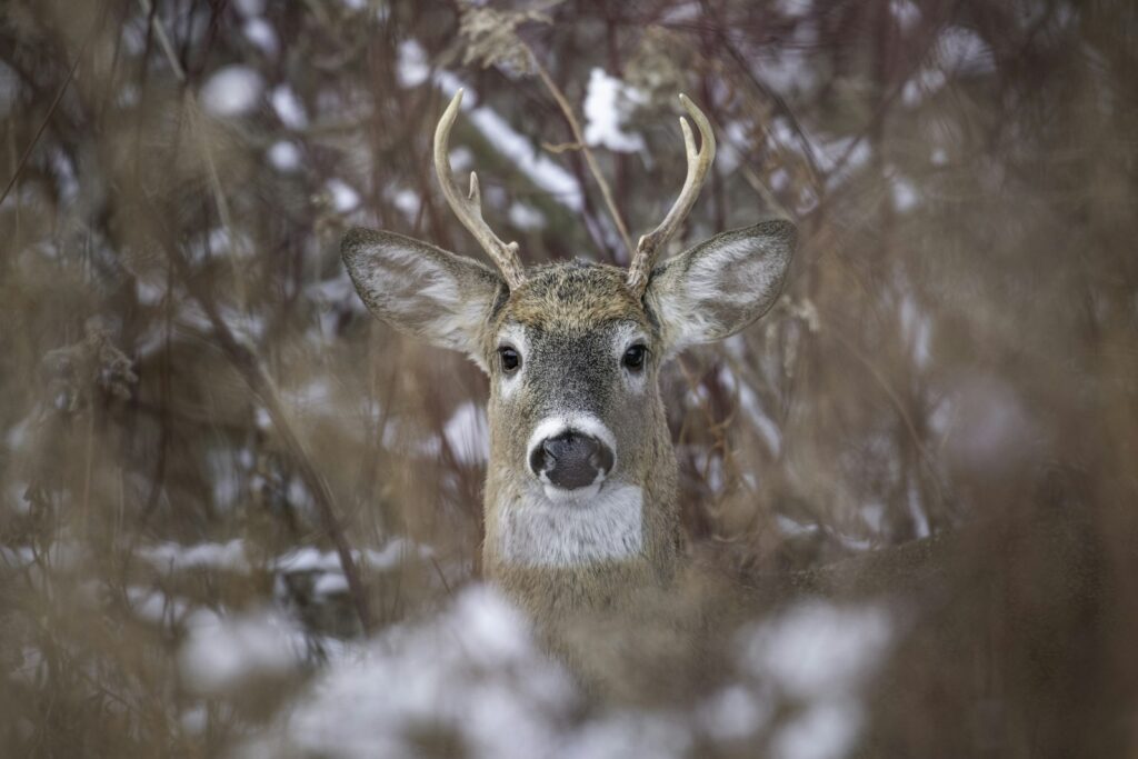 Richwoods Hunting - Whitetail, Turkey hunting in Arkansas