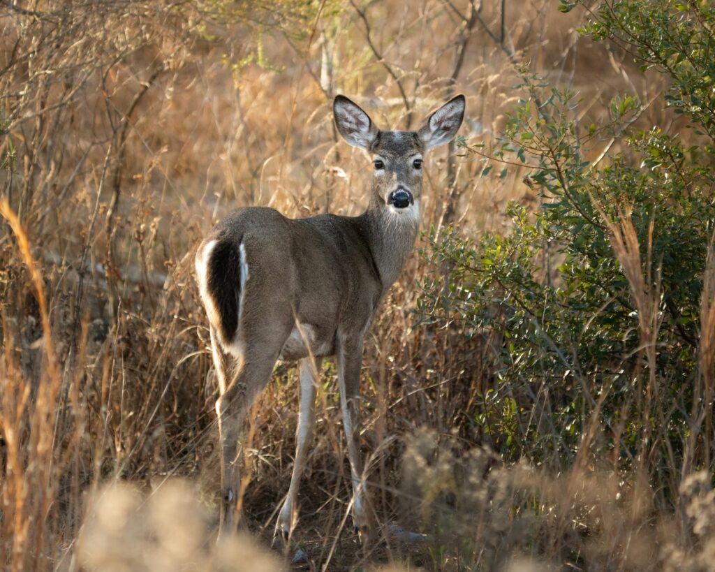Ridgeline Outfitters - Elk, Mule Deer, Whitetail, Pronghorn, Exotics hunting in New Mexico