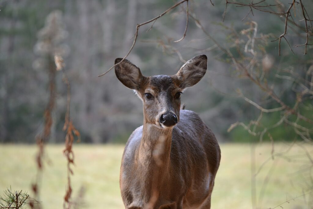 Riverbend Trophy Whitetails - Whitetail, Hogs, Exotics hunting in Oklahoma