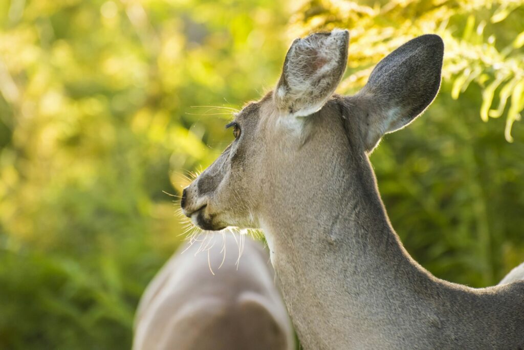 Rockin’ 69 Ranch and Hunts - Whitetail, Mule Deer, Turkey, Upland Birds hunting in Oklahoma